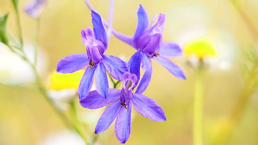 focus photo of purple flowers thumbnail