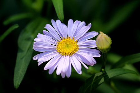 The United States, Chrysanthemum thumbnail