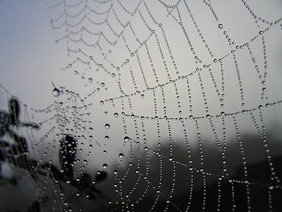 photo of spider web thumbnail