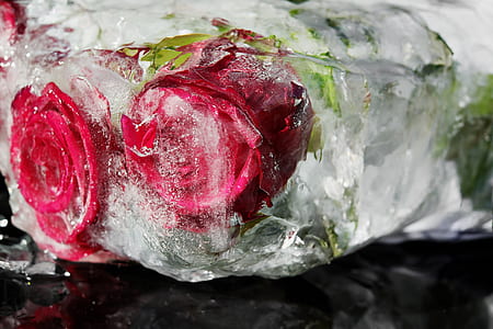 two red roses thumbnail