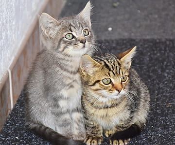 closeup of two silver and brown tabby kittens thumbnail