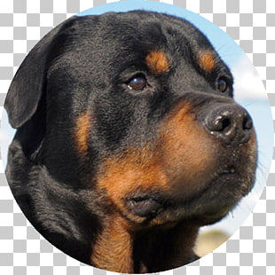 Rottweiler Caucasian Shepherd Dog Boerboel Puppy German Shepherd