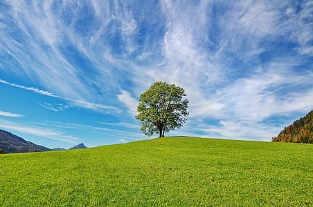 green trees in the middle of grassland during daytime thumbnail