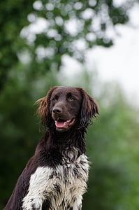 brown and black border coallie thumbnail