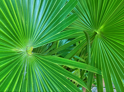 close-up photo of linear green leafed plants thumbnail