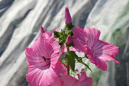 closeup photo of pink and green petaled flowers thumbnail