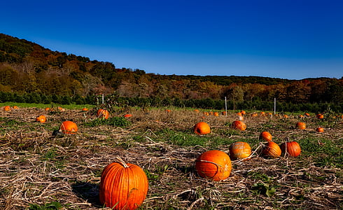 pumpkin field near forest under blue sky during daytime thumbnail