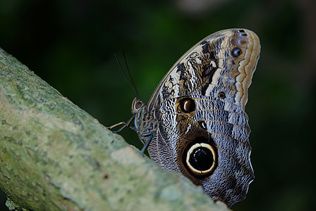 brown and gray butterfly on tree branch thumbnail