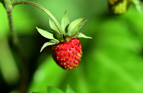 selective focus photography of red strawberry fruit thumbnail