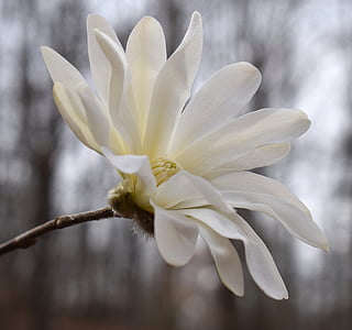 selective focus photography of white petaled flower thumbnail
