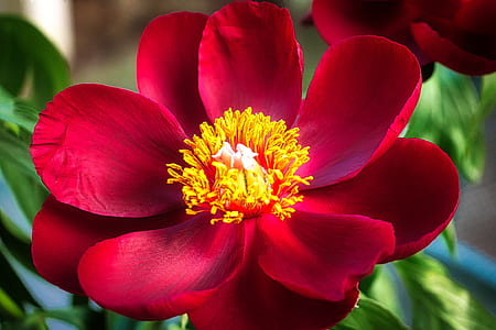 red petaled flower bloom close-up photography thumbnail