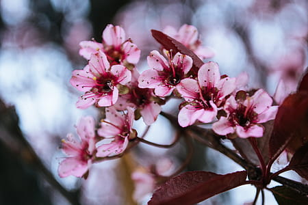 Close-up Photography of Cherry Blossoms thumbnail