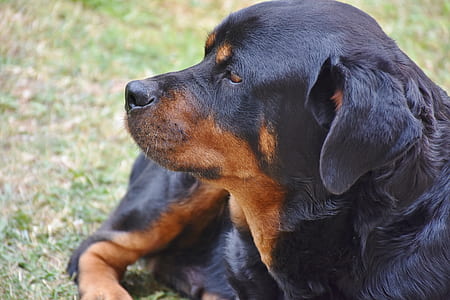 adult Rottweiler laying on ground thumbnail