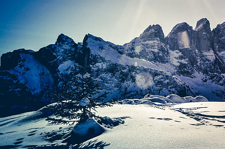 green leaf tree near mountain covered by snow at daytime thumbnail