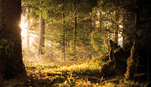 green tree forest thumbnail