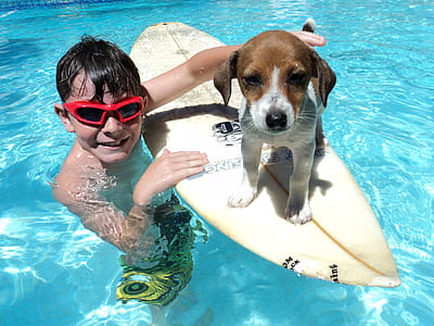 boy with tan and white puppy on surf board thumbnail
