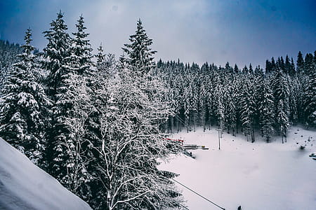 Green Pine Trees Covered With Snow Under Cloudy Blue Sky thumbnail