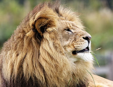 lion lying in green grass thumbnail