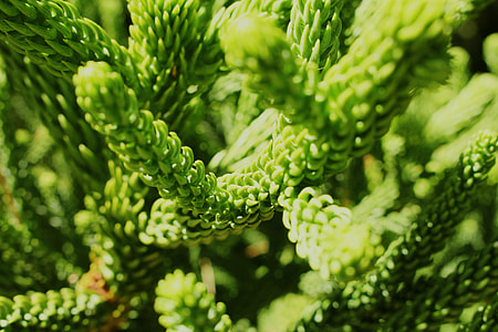 green pine leaf thumbnail