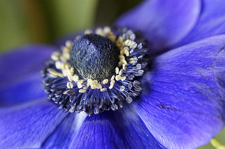 selective focus photography of blue anemone flower thumbnail