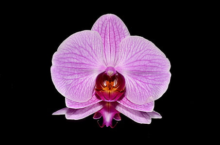 purple moth orchid in close-up photography thumbnail