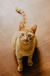 orange tabby cat standing on brown wooden floor thumbnail