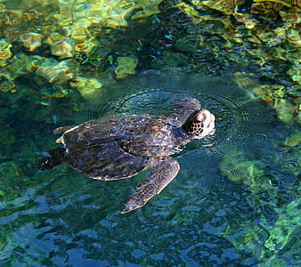 sea turtle in body of water thumbnail