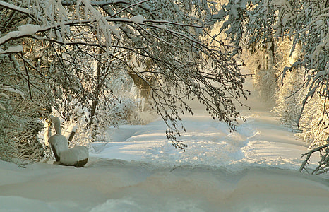 road covered with snow surrounded by trees thumbnail