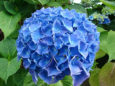 blue flower thumbnail
