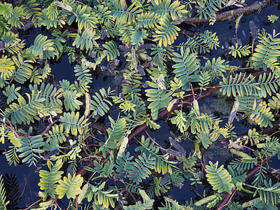 green leaf tree thumbnail