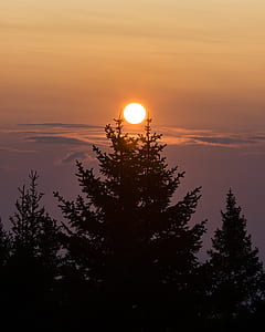 silhouette of pine trees thumbnail