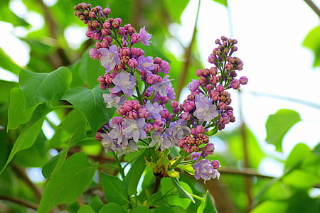 purple flowers thumbnail