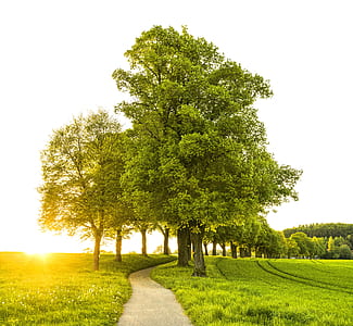 green tree during sunrise thumbnail