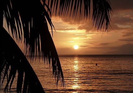 silhouette photography of palm tree near body of water thumbnail