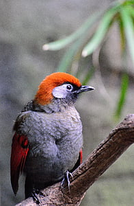 orange and grey bird perched on wood thumbnail