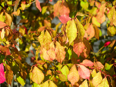 yellow and red leafed tree at daytime thumbnail