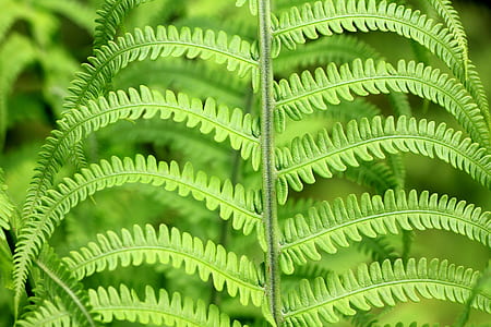 green leaf plant thumbnail