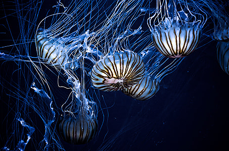 blue jelly fish swimming underwater thumbnail