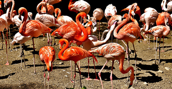 pink flamingo birds close-up photography thumbnail