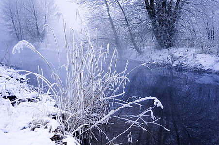 snowy riverbank with frozen thistles thumbnail