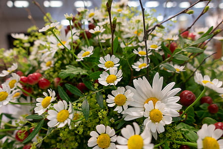 white flowers thumbnail