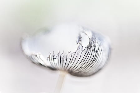 selective focus photography of white and black flower thumbnail
