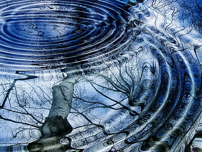 reflection of bare tree thumbnail