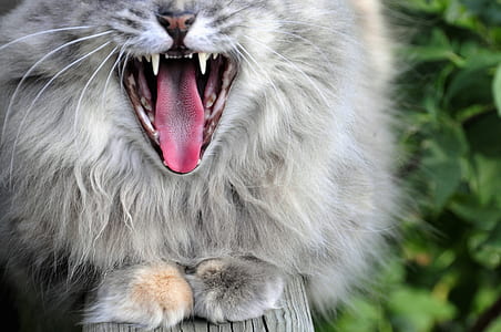 open mouth of gray cat thumbnail