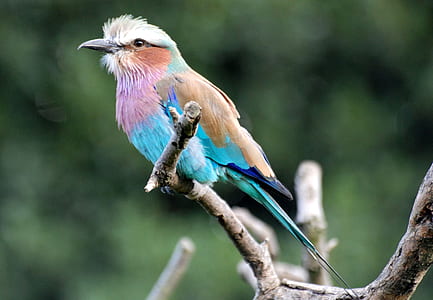 shallow focus photography of multicolored bird thumbnail