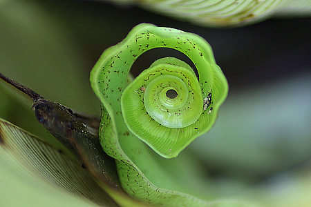 close-up photo of green leaf thumbnail