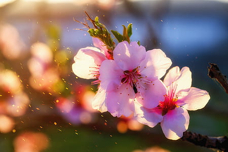 white cherry blossoms selective focus photography thumbnail