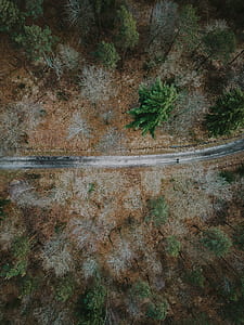 person walking on the road surrounded of trees thumbnail