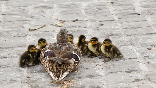 brown-and-white mallard duck with ducklings thumbnail