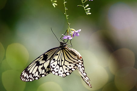 bokeh photography of paperkite butterfly perched under purple petaled flower thumbnail